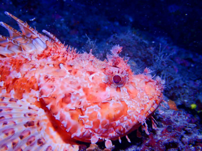 (c) Diving Center Poseidon Roses, Boris Mörker
